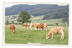 Aufzucht Fleckvieh-Kalbinnen vom Schneiderbauer-Hof